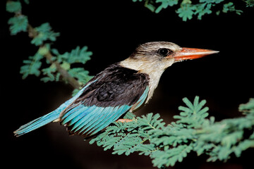 Poster - An alert brown-hooded kingfisher (Halcyon albiventris) sitting on a branch, South Africa.