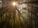 Fototapeta Na ścianę - Woodland. Sunny morning. The rays of the sun play in the branches of trees. Travel in nature.