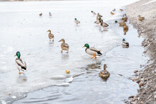 Many Ducks On A Frozen Pond. Birds On Ice