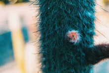 Close-up Of A Pink Bud Of A Flower Of A Cephalocereus Senilis Cactus