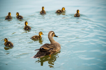 Sticker -  duckling  duck    Baby duck  cute