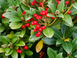 Canvas Print - Skimmia Japonica