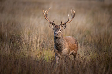 Wall Mural - beautiful image of red deer stag in vibrant golds and browns of autumn fall landscape forest