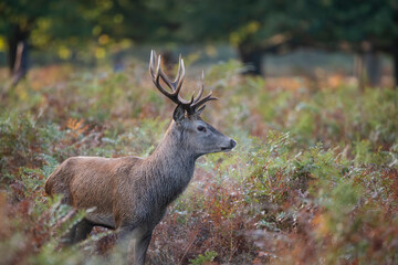 Wall Mural - beautiful image of red deer stag in vibrant golds and browns of autumn fall landscape forest