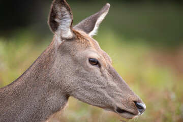 Wall Mural - beautiful image of red deer doe in vibrant gold and brown woodland landscape setting