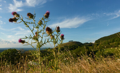 Wall Mural - Ring thistle (Carduus) Wild plant on a meadow, the leaves are light green and have sharp thorns, the flower head is round and yellow in color, the hill (Hoernle) can be seen in the background. Germany