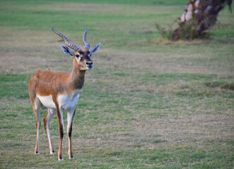 A Beautiful BlackBuck Antelope ( Antilope cervicapra)