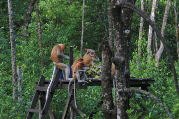 Proboscis monkeys are long-nosed monkeys with reddish brown hair and are one of two species in the genus Nasalis. Proboscis monkeys are endemic to the island of Borneo which is famous for its mangrove