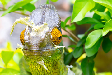 Sticker - Colorful chameleon on a branch in a national park on the island of Madagascar