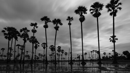 Silhouette of palm trees in black and white photo.