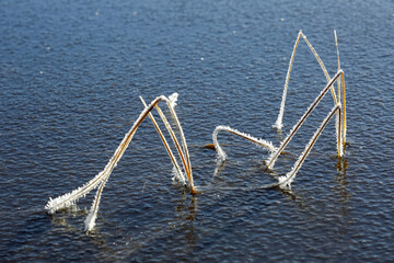 Canvas Print - Frozen grass