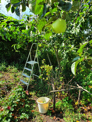 Harvest of green apples in small garden