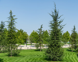 Wall Mural - Beautiful young Lebanon Cedar trees (Cedrus libani) on lush green lawn in public landscape city Park Krasnodar or Galitsky Park in sunny autumn 2020