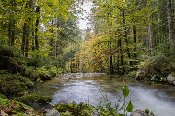 Sticker - Ruisseau des Vosges en automne