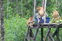 Proboscis Monkeys Are Long-nosed Monkeys With Reddish Brown Hair And Are One Of Two Species In The Genus Nasalis. Proboscis Monkeys Are Endemic To The Island Of Borneo Which Is Famous For Its Mangrove