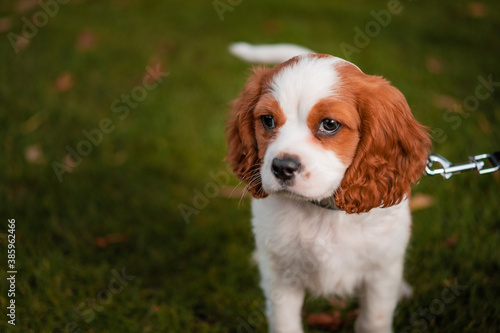 Fotografía cavalier king charles spaniel