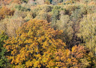 Poster - above view of big oak tree with lush yellow foliage in autumn deciduous forest on sunny day