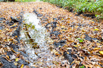 Poster - rain puddle in deep rut on dirty road close up covered with wet fallen leaves in city park on autumn day