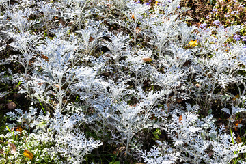 Canvas Print - jacobaea maritima silver dust (silver ragwort) plant close up in flowerbed on sunny autumn day