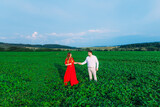 Fototapeta Kuchnia - A loving couple, a husband and a pregnant wife in a beautiful dress, walking in a large green field