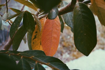 artistic  defective colorful leaves  in the forest