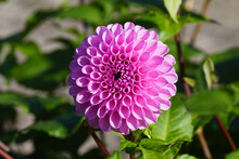 Single Pink Dahlia Bloom With Beautiful Petals In A Dutch Garden In Autumn. Family Asteraceae October, Netherlands.