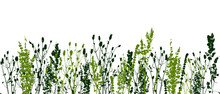 Seamless Border With Silhouettes Of Wild Herbs On A White Background - Blade Of Grass For Natural Design