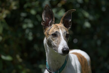 Horizontal Portrait Of A Pet Greyhound Dog Against A Dark Background