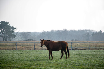 Two horses grazing in field
