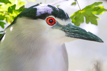 close up black crowned night heron hiding in the undergrowth on a riverbank