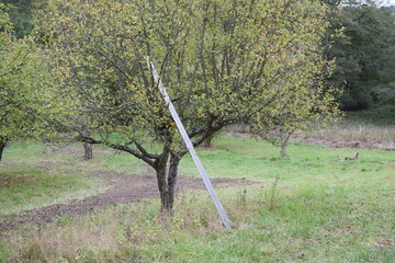 Sticker - Streuobstweisenapfelbaum