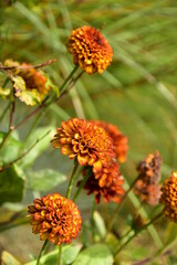 Wall Mural - A beautiful blooming pompom Echinacea in the garden on a summer day.