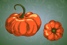 Two Pumpkin Vector Colour Picture Sketchy