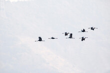 Korean Winter Migratory Birds
