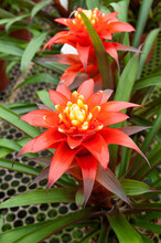 Red And Yellow  Bromeliad 