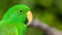 Electus Parrot Close Up Side Profile