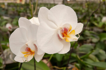 Sticker - white and yellow orchid