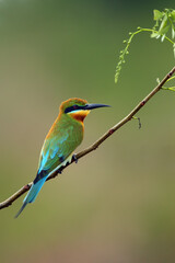 Sticker - The blue-tailed bee-eater (Merops philippinus) sitting on the branch with green background.A large green Asian bee-eater sitting on a thin branch with a green background.