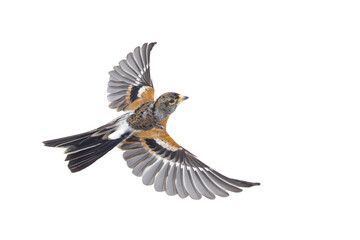 Canvas Print - Brambling bird in flight isolated on white background.