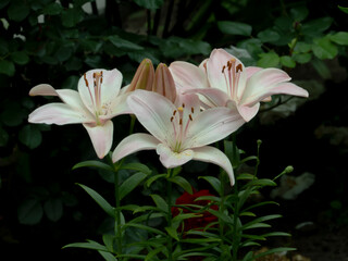 Sticker - white lilies in a garden