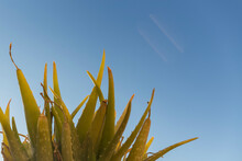 Upper Part Of An Aloe Vera, Plant With Thick, Pointed Leaves With Spikes, Background Is Blue Sky