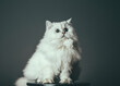 Kot brytyjski długowłosy biały portret 