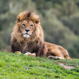 Fototapeta Sawanna - Majestic Male Lion Resting on Grass in the Sun