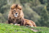 Fototapeta Sawanna - Majestic Male Lion Resting on Grass in the Sun