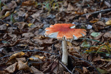 Red Mushroom In The Forest