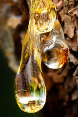 Pine resin amber color flows down the bark of the tree. Damaged pine bark dripping sticky resin