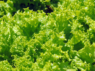 Fresh lettuce leaves