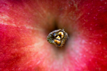 Poster - Macro shot of red juicy apple