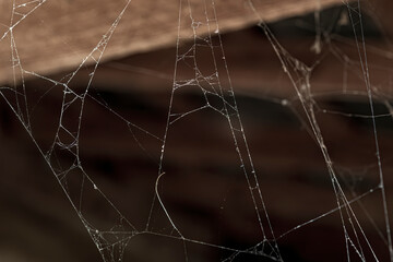 Spider web on dark background
