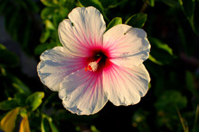 Syrian Hibiscus Is A Deciduous Shrub. It Blooms With Large, Lilac, Pink, White Or Red Flowers In Late Summer.
